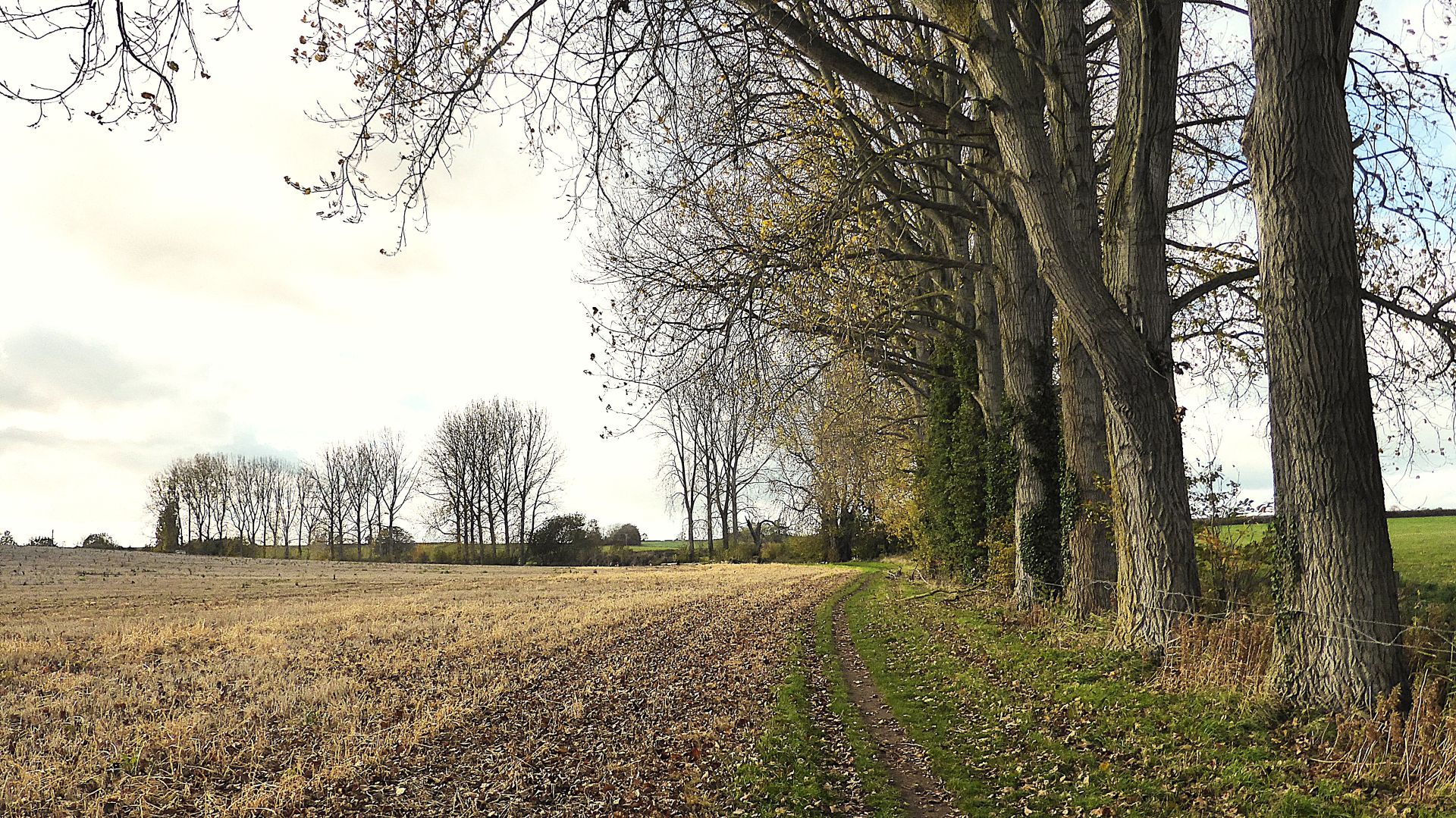 The poplars beside the beck